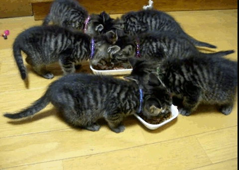 「うまいうまい」と美味しそうにエサを食べる子猫たちの動画　再生回数100万回突破！